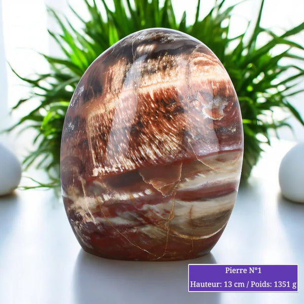 Pierre en Bois fossilisé (Pétrifié / Silicifié) minéraux