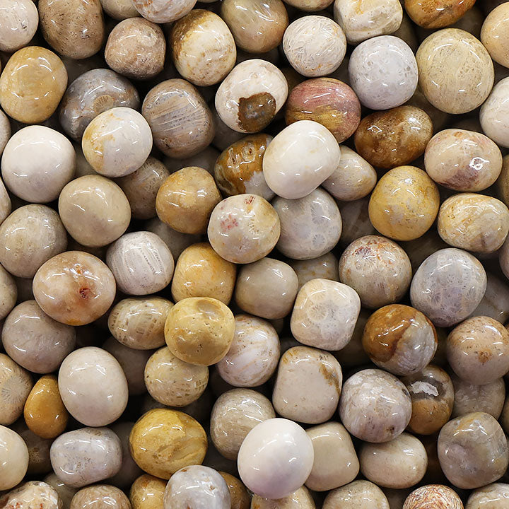 Corail Fossile : Vertus, Propriétés, Origine, Purification & Rechargement