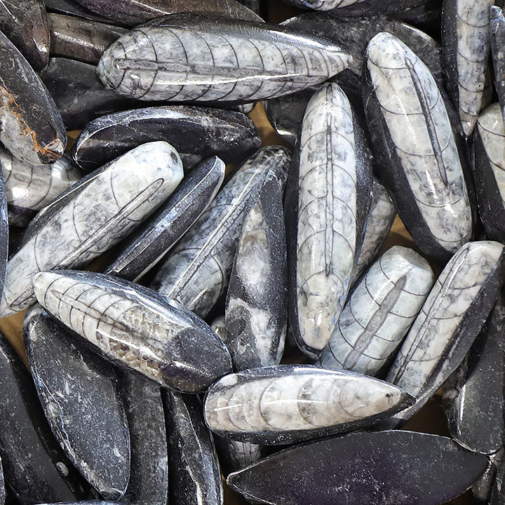 Orthoceras fossile : histoire, vertus, chakras, signes & entretien