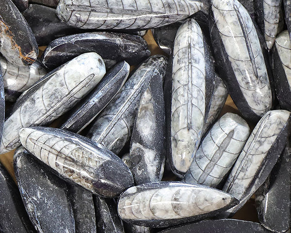 Orthoceras fossile : histoire, vertus, chakras, signes & entretien