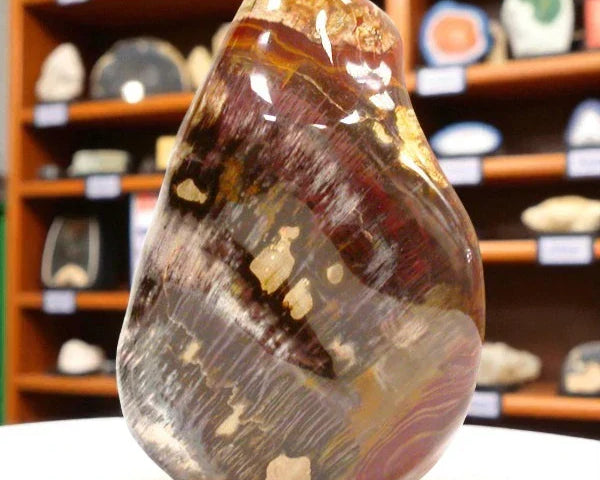 Bois fossilisé : Histoire, Vertus et Bienfaits en Lithothérapie