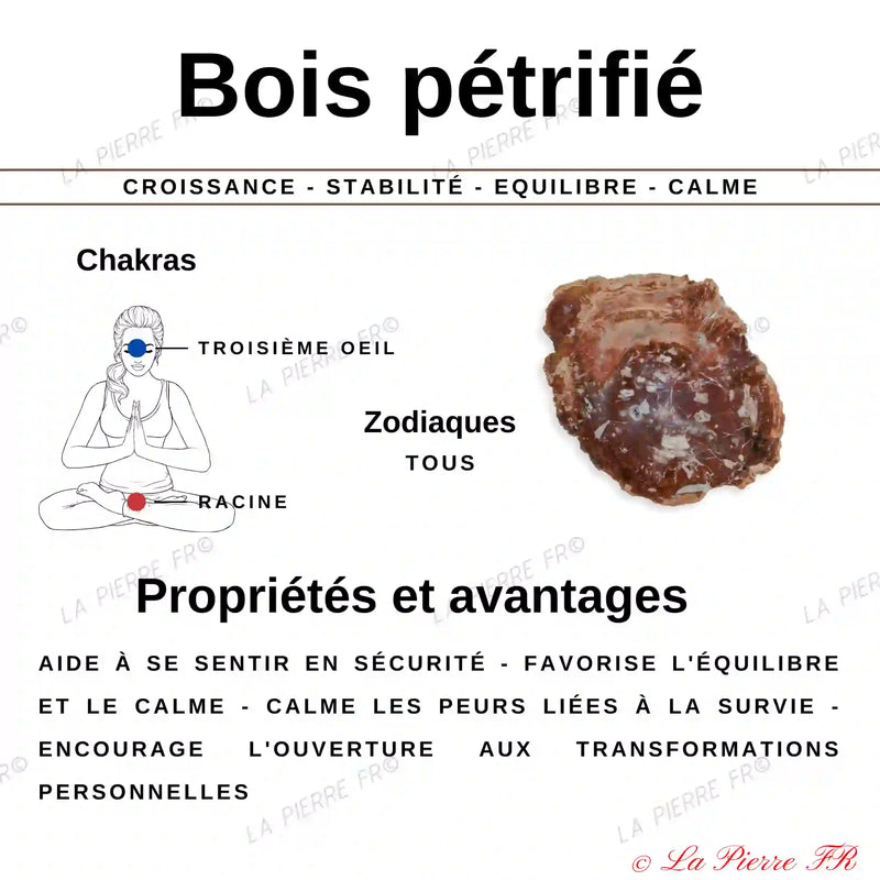 Pierre en Bois fossilisé (Pétrifié / Silicifié) minéraux