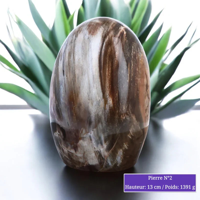 Détail du Bois Fossilisé silicifié, pierre naturelle aux motifs de bois pétrifié