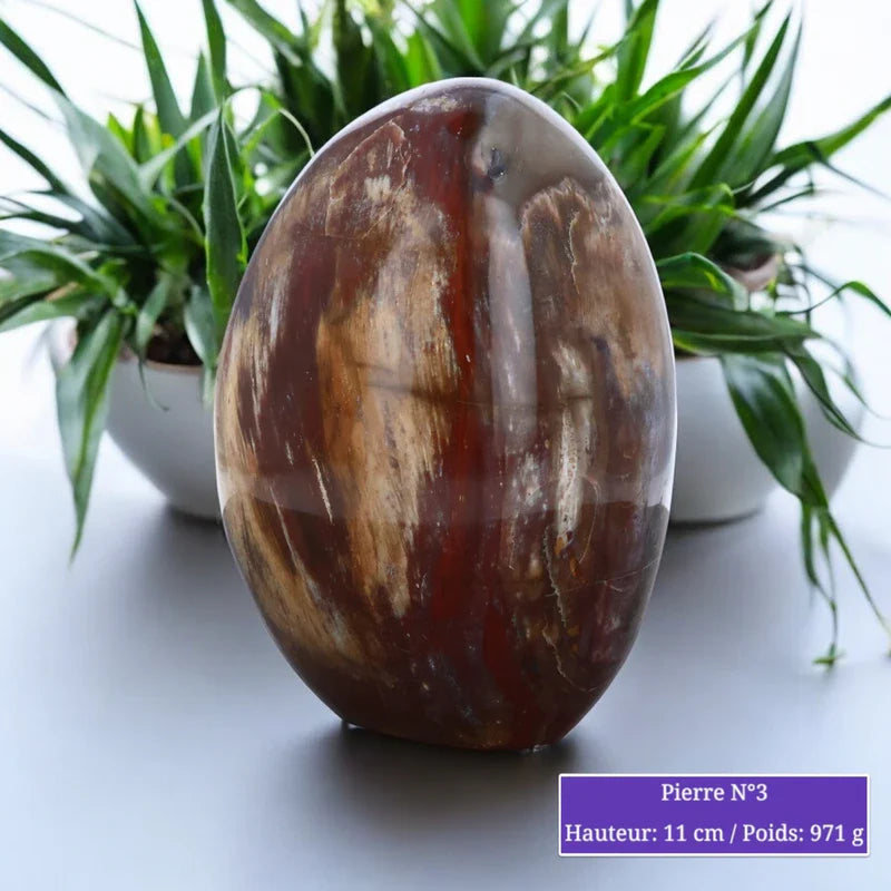 Pierre en Bois fossilisé (Pétrifié / Silicifié) minéraux