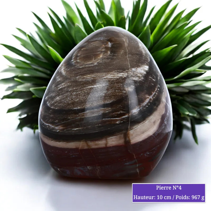 Pierre en Bois fossilisé (Pétrifié / Silicifié) minéraux