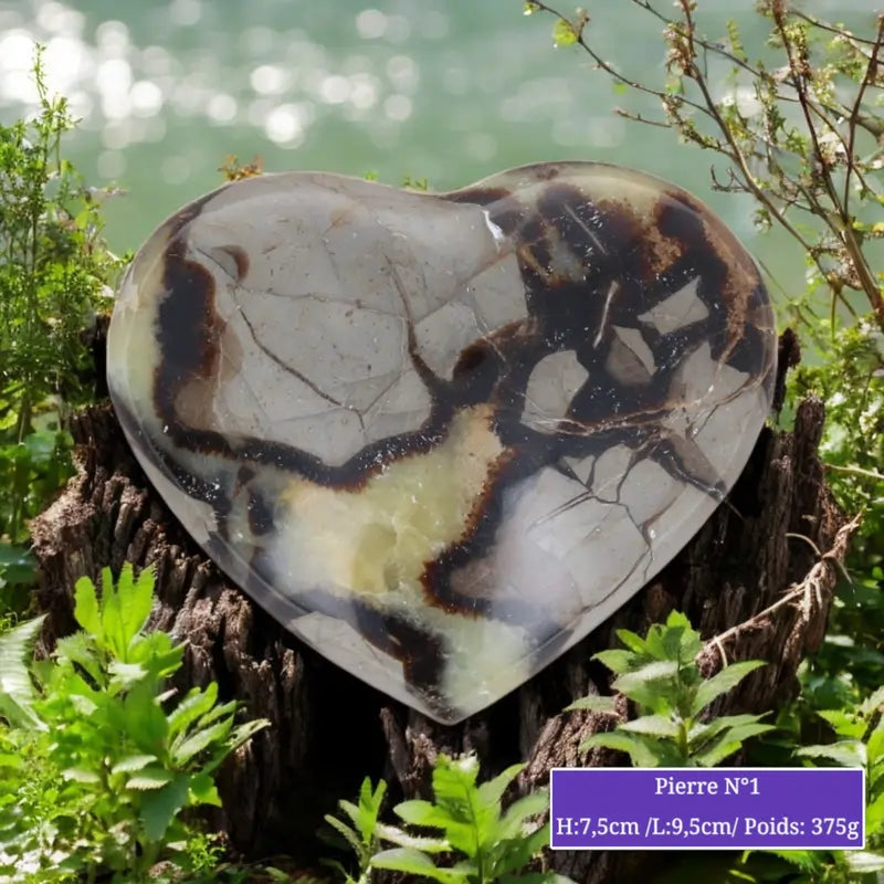 Cœur en Septaria (Pierre de Dragon) minéraux