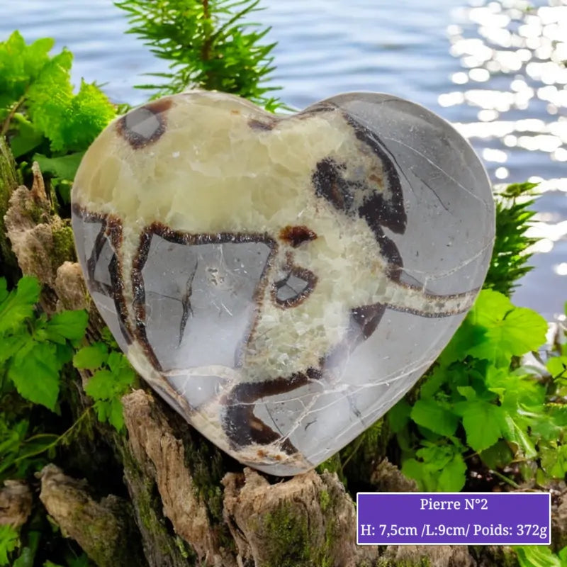 Cœur en Septaria (Pierre de Dragon) minéraux