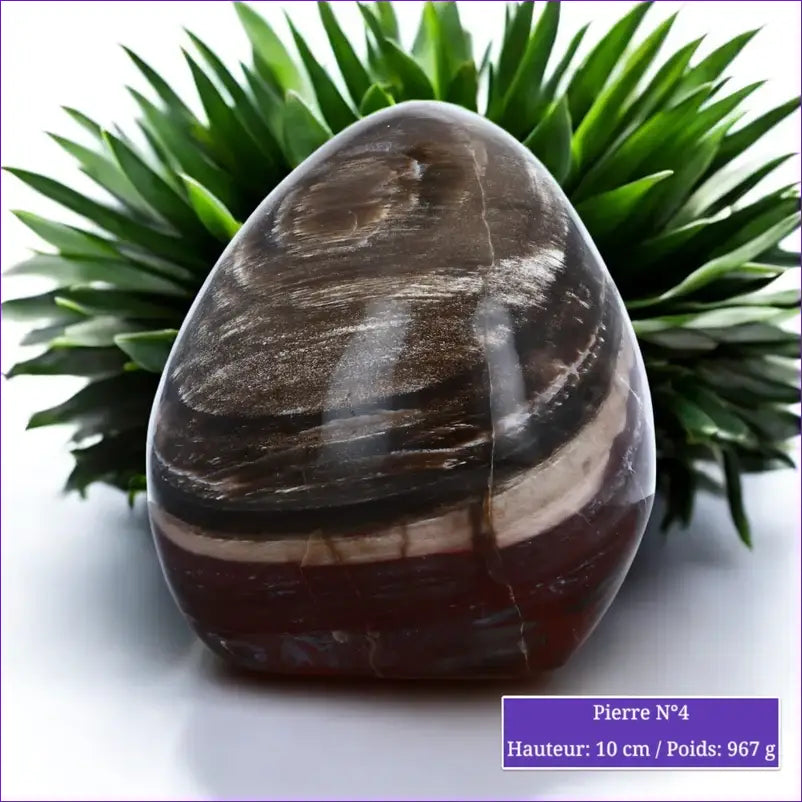 Pierre en Bois fossilisé (Pétrifié / Silicifié) minéraux